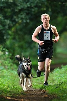 220px One of Akna K9 Academy' runners with a CSv Wolfdog cross also owned by Akna K9 Academy