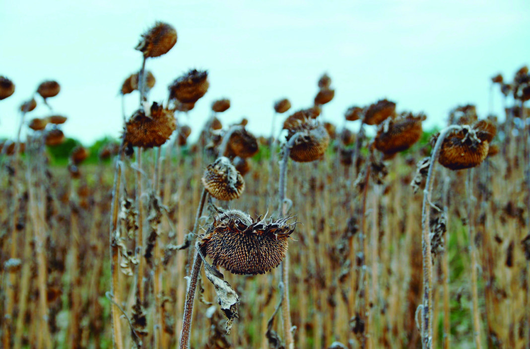 Girasol 1068x703