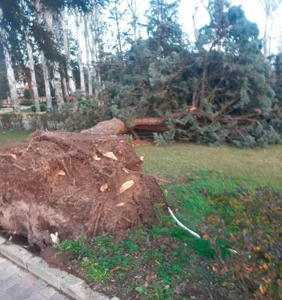 Inventario arboles y protocolo nevadas