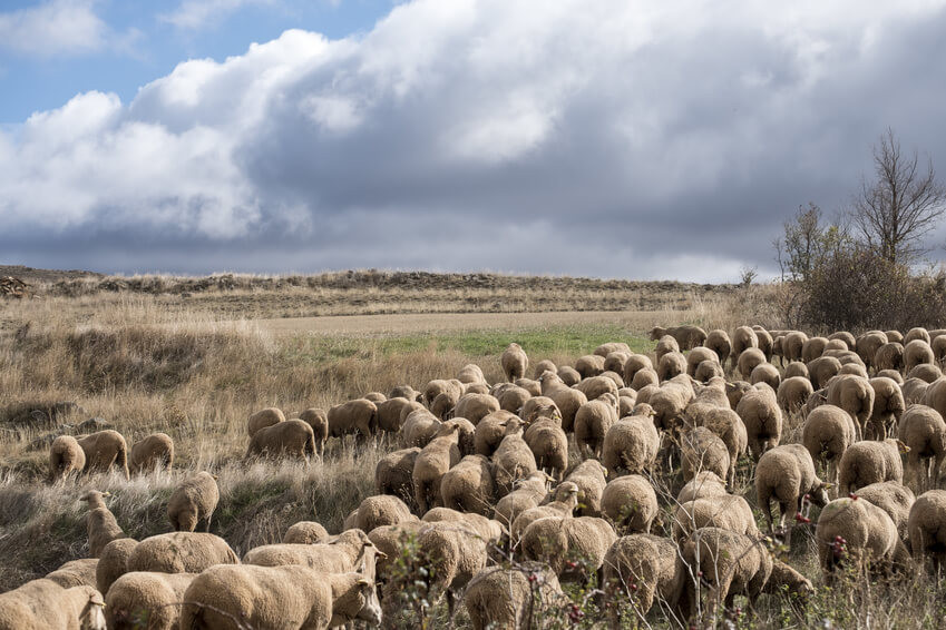 Mundo rural