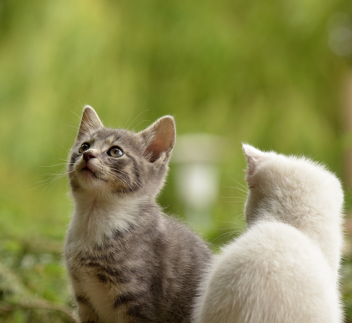 Cat 2273598 1920