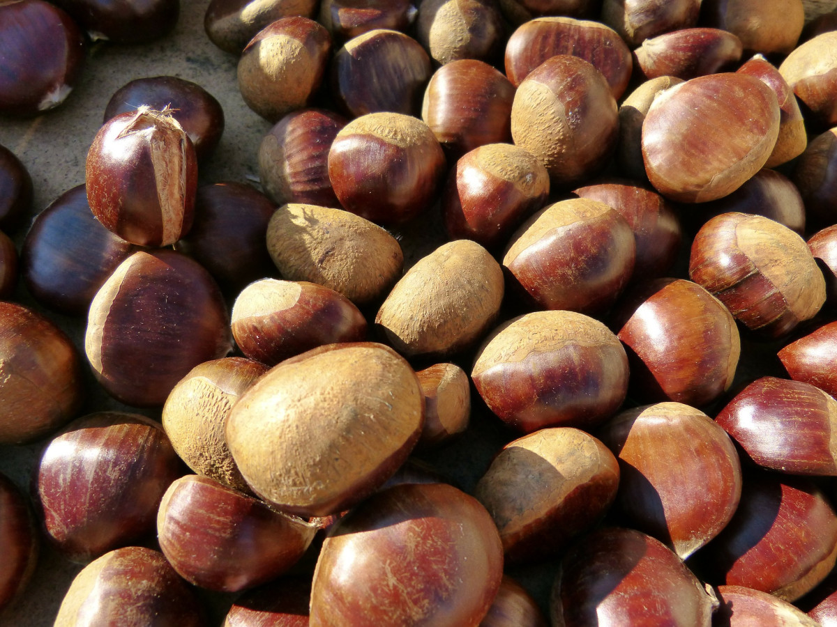 Chestnuts 69075 1920