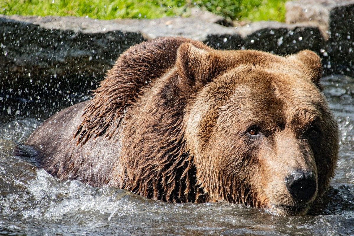 Oso pardo