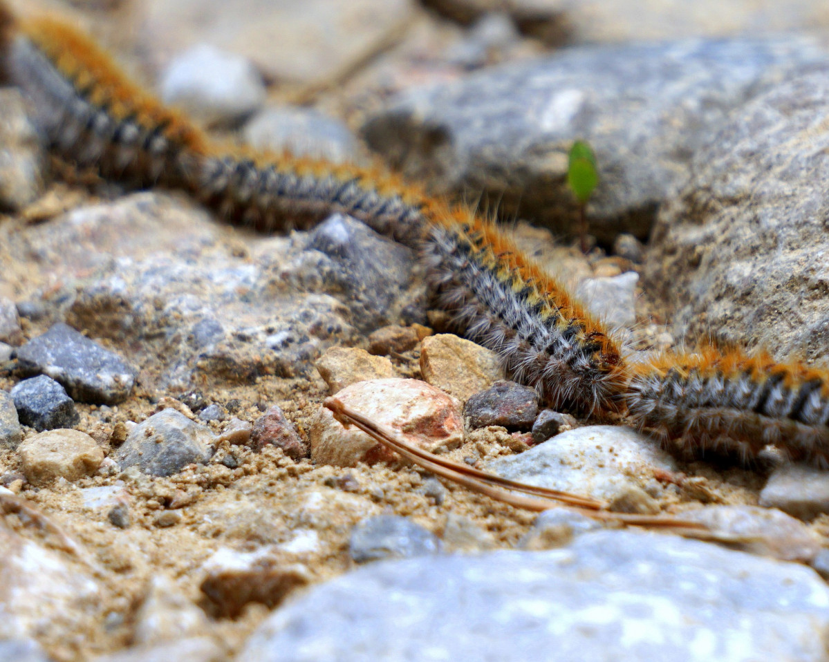 oruga procesionaria