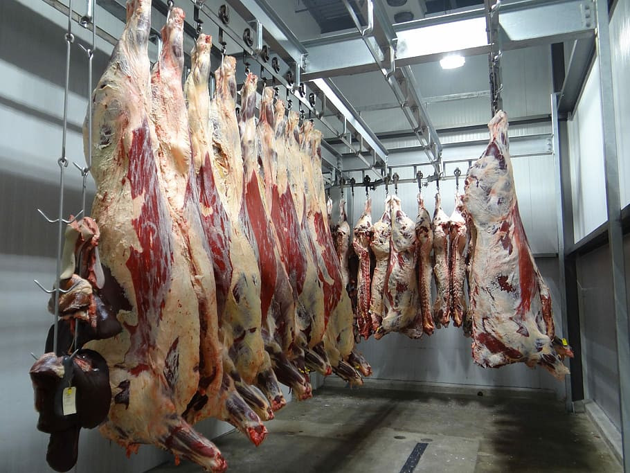Beef cow slaughterhouse slaughter house
