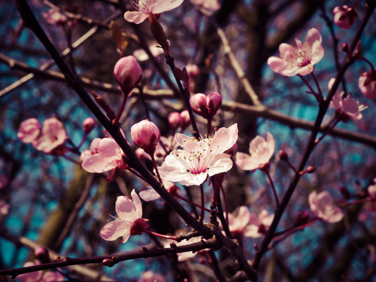 Almond blossoms g5987f3ec6 1920