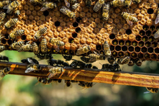 Apiary 1867537 1920