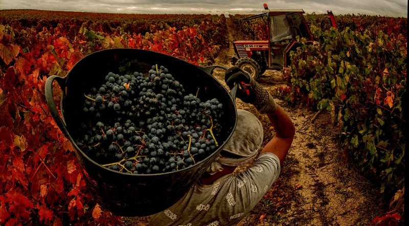 Primer premio del 33 Concurso Nacional Salamanca de Fotografia Agricola y Ganadera