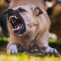 Dog 6960835 1280