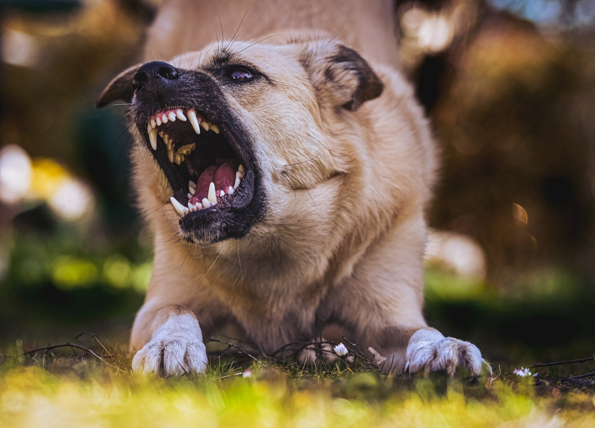 Dog 6960835 1280