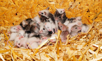 Mice 395831 1280